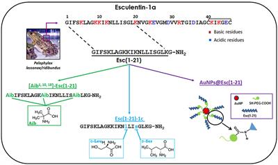 Promising Approaches to Optimize the Biological Properties of the Antimicrobial Peptide Esculentin-1a(1–21)NH2: Amino Acids Substitution and Conjugation to Nanoparticles